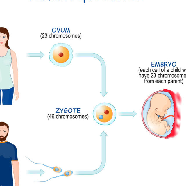 Many human embryos are chromosomally abnormal